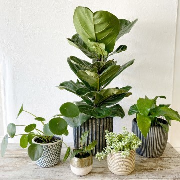 1-Phlox-Flowers-Plants_360x360