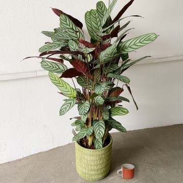 3-Phlox-Flowers-Plants_360x360