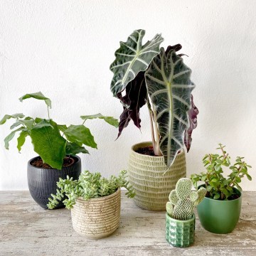 6-Phlox-Flowers-PlantsH_360x360