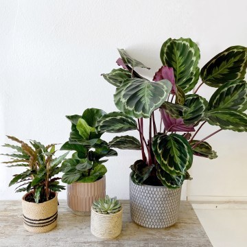 7-Phlox-Flowers-Plants_360x360