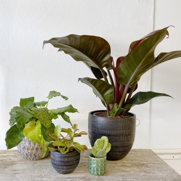 8-Phlox-Flowers-Plants_360x360