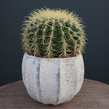 Plants1A-Phlox-Flowers-London_360x360