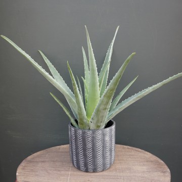 Plants2A-Phlox-Flowers-London_360x360