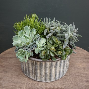 Plants3A-Phlox-Flowers-London_360x360