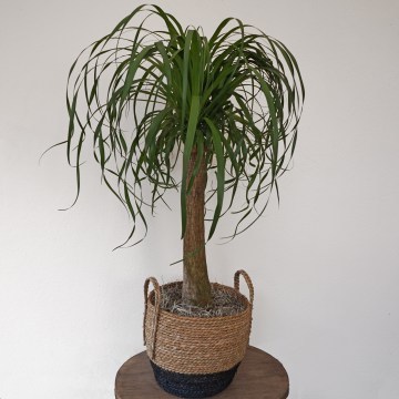 Plants4-Phlox-Flowers-London_360x360