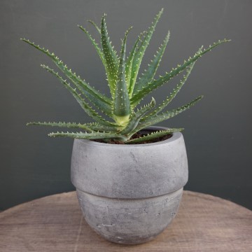 Plants5A-Phlox-Flowers-London_360x360