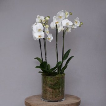 Plants6-Phlox-Flowers-London_360x360