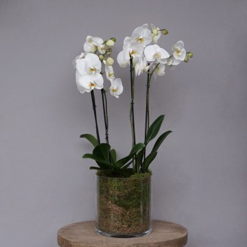 Plants6-Phlox-Flowers-London_360x360